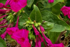 Mirabilis jalapa (Don Diego de noche)