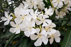 Nerium oleander (Adelfa) flor