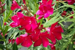 Nerium oleander (Adelfa) flor