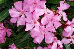 Nerium oleander (Adelfa) flor