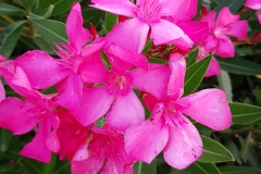 Nerium oleander (Adelfa) flor