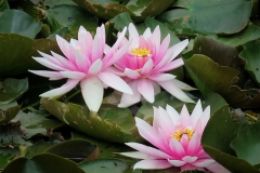 Nymphaea candida (Nenúfar)