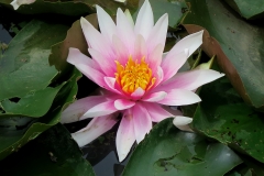 Nymphaea candida (Nenúfar)