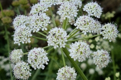 Oenanthe crocata (Nabo del diablo)