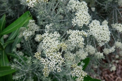 Ozothamnus rosmarinifolius