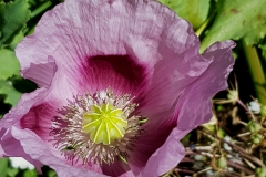 Papaver somniferum (Adormidera)