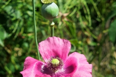 Papaver somniferum (Adormidera)