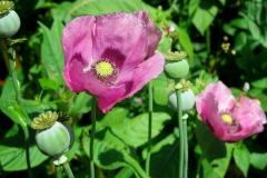 Papaver-somniferum-Adormidera-12-1350x1080