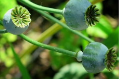 Papaver somniferum (Adormidera)