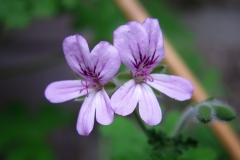 Pelargonium graveolens (Citronella)