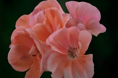 Pelargonium inquinans (Geranio rojo)