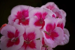 Pelargonium inquinans (Geranio rojo)