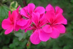 Pelargonium inquinans (Pelargonio)