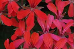 Pelargonium peltatum (Geranio colgante)
