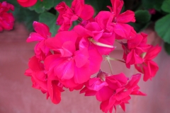 Pelargonium zonale (Geranio)