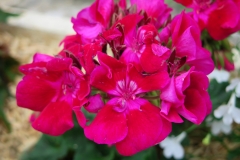 Pelargonium zonale (Geranio)