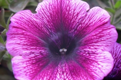Petunia