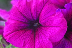 Petunia