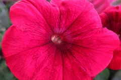 Petunia
