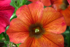 Petunia atkinsiana (Petunia)