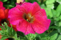 Petunia sp. (Petunia)
