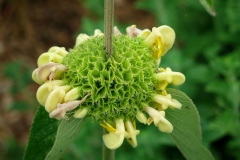 Phlomis russeliana ruseliana-10-1350x1080