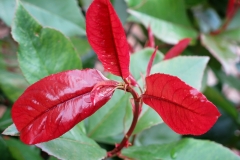 Photinia fraseri (Fotinia serrulata)