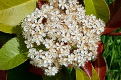 Photinia serratifolia (Fotinia)