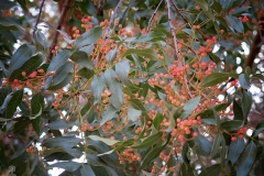 Pistacia terebinthus (Cornicabra)