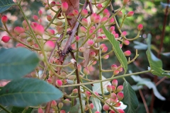 Pistacia terebinthus (Cornicabra)