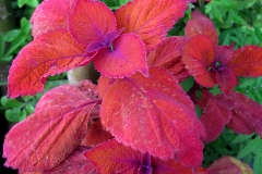 Plectranthus sp. (Coleo Coral)