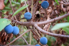 Prunus fruticans (Endrino)