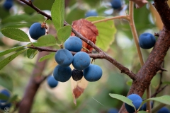 Prunus fruticans (Endrino)