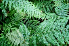 Pteridium aquilinum (Helecho común)