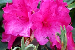 Rhododendron ferrugineum (Rododendro)