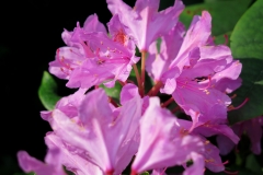 Rhododendron ponticum (Azalea)