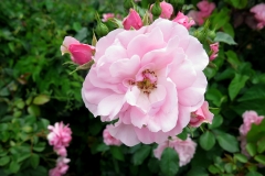 Rosa damascena (Rosa damascena)