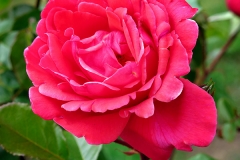 Rosa lucieae (Rosa)
