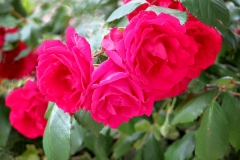 Rosa lucieae (Rosa)
