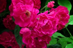 Rosa pendulina (Rosa)