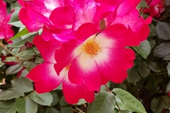 Rosa pendulina (Rosa)