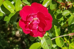 Rosa pendulina (Rosa)
