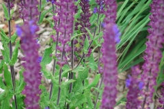 Salvia nemorosa (Salvia del bosque)