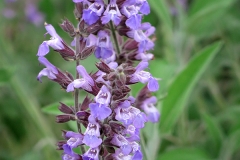 Salvia officinalis (Salvia)