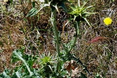 Silybum marianum (Cardo mariano) flor