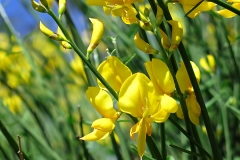 Sparcium junceum (Retama)