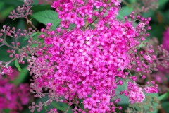 Spiraea japonica (Espirea del Japón)