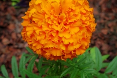 Tagetes erecta (Cempasúchil)