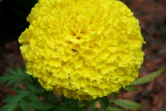 Tagetes erecta (Cempasúchil)