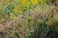 Tapsia villosa (Cañaheja)